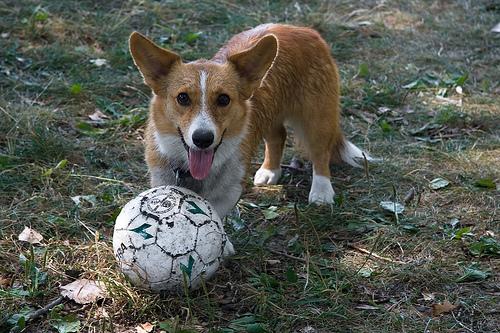 Pembroke Welsh Corgi additional photo