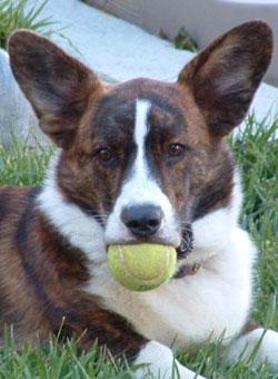 Lancashire Heeler additional photo