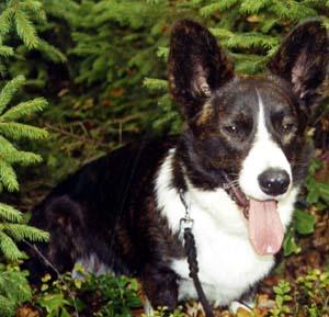 Cardigan Welsh Corgi additional photo