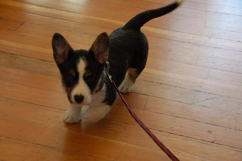 Pembroke Welsh Corgi additional photo