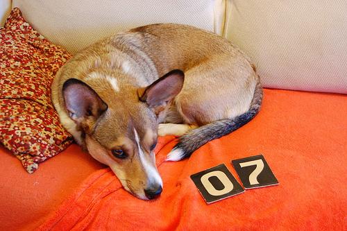 Pembroke Welsh Corgi additional photo