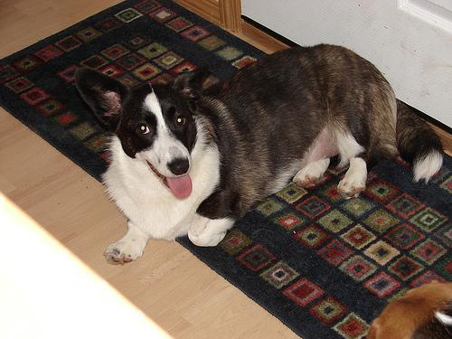 Pembroke Welsh Corgi additional photo