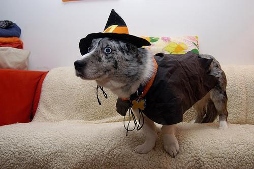 Swedish Vallhund additional photo