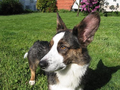 Swedish Vallhund additional photo