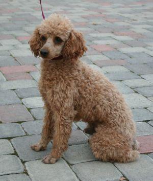 Poodle additional photo