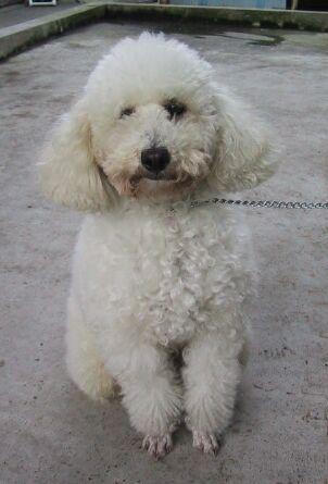 Poodle (Toy) additional photo