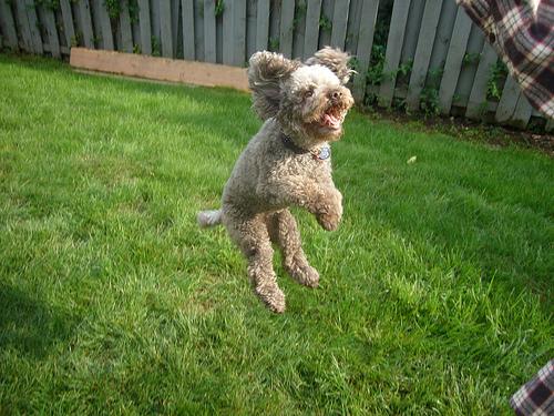 Poodle additional photo