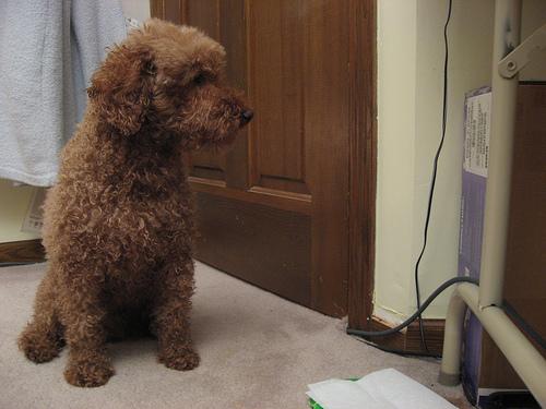 Poodle (Toy) additional photo