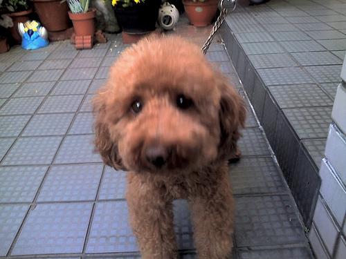 Barbet additional photo