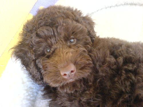 Poodle (Toy) additional photo