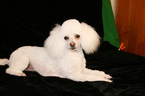 Poodle additional photo