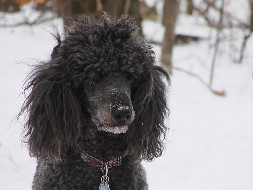 Poodle additional photo