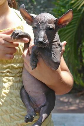 Chinese Crested additional photo