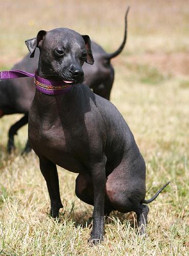 Xoloitzcuintli additional photo