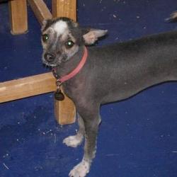 Xoloitzcuintli additional photo