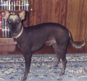 Xoloitzcuintli additional photo