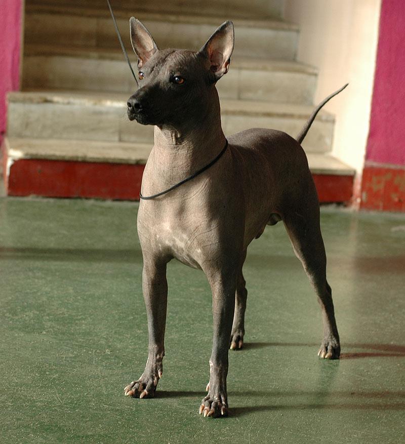 Xoloitzcuintli additional photo