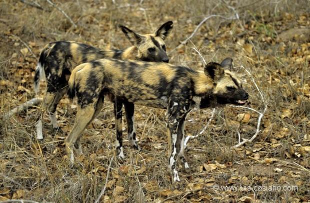 African Hunting Dog additional photo