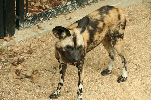 African Hunting Dog additional photo