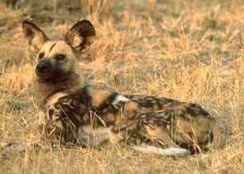 African Hunting Dog additional photo