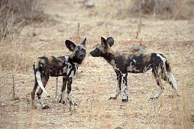 African Hunting Dog additional photo