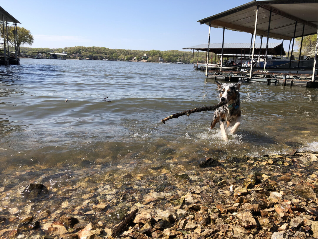 Australian Shepherd additional photo
