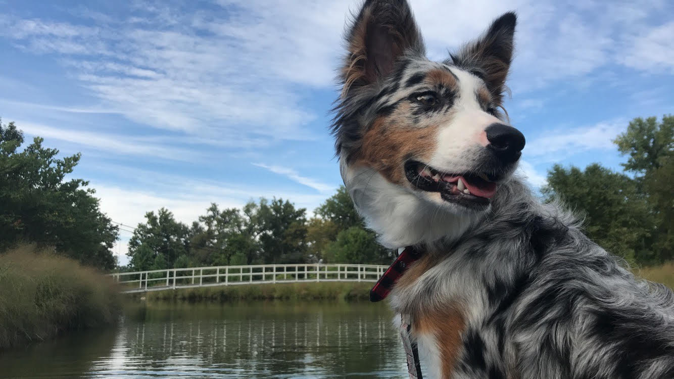 Australian Shepherd additional photo
