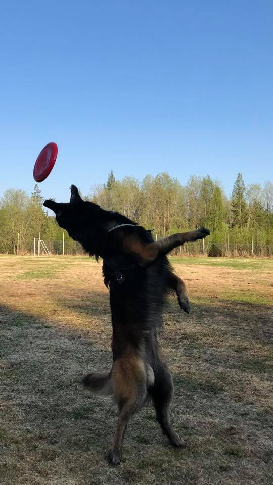 Belgian Tervuren additional photo