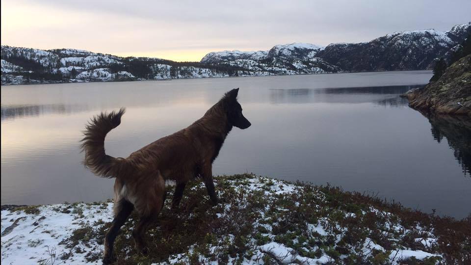 Belgian Tervuren additional photo