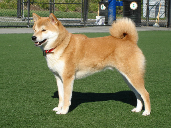 Shiba Inu additional photo