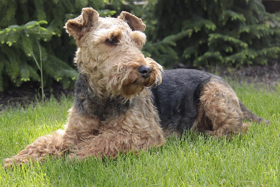 Welsh Terrier additional photo
