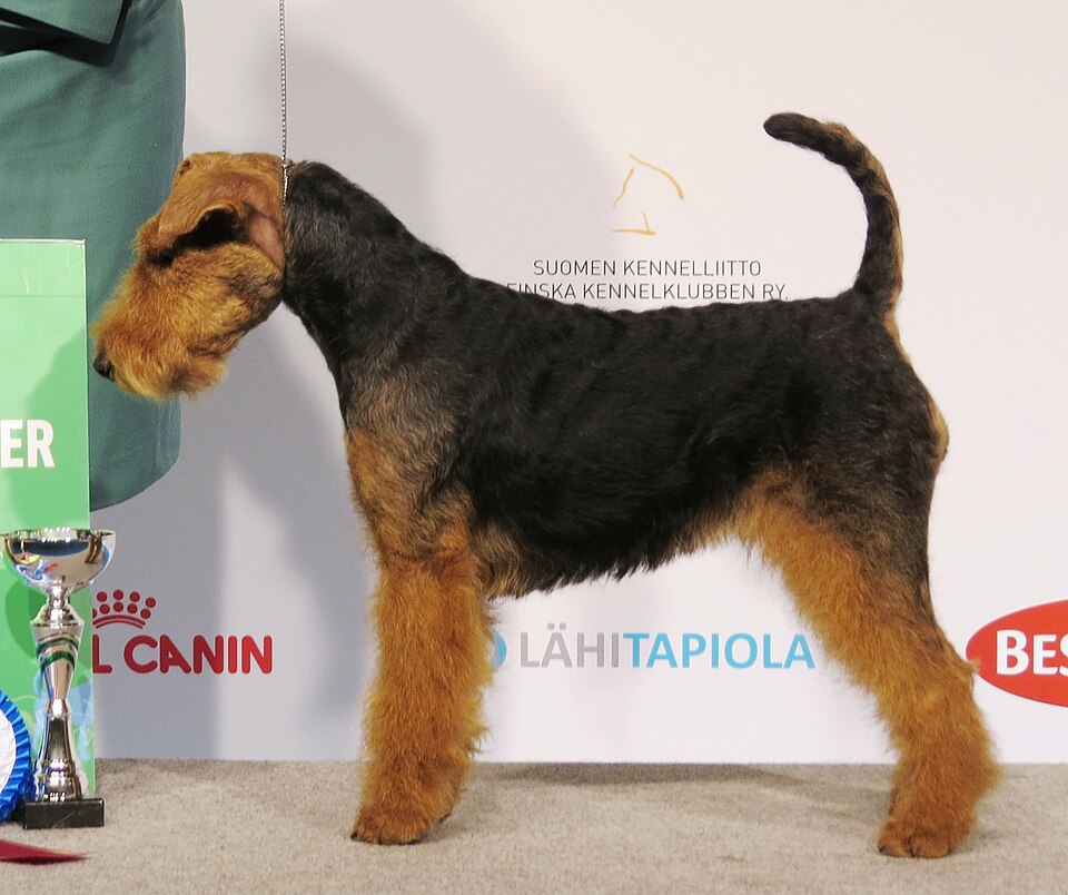 Welsh Terrier additional photo