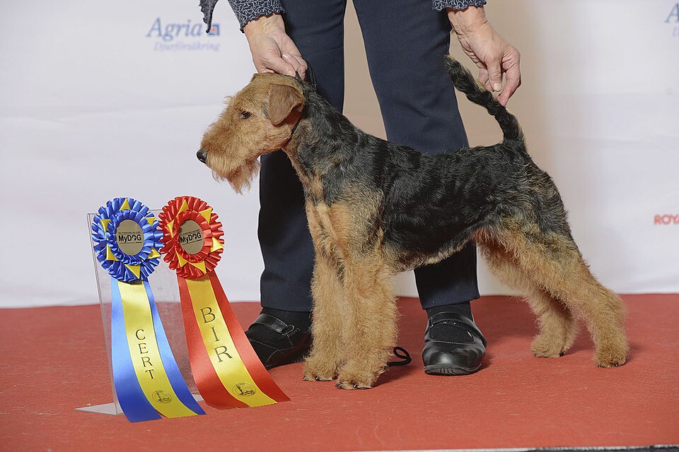 Welsh Terrier additional photo