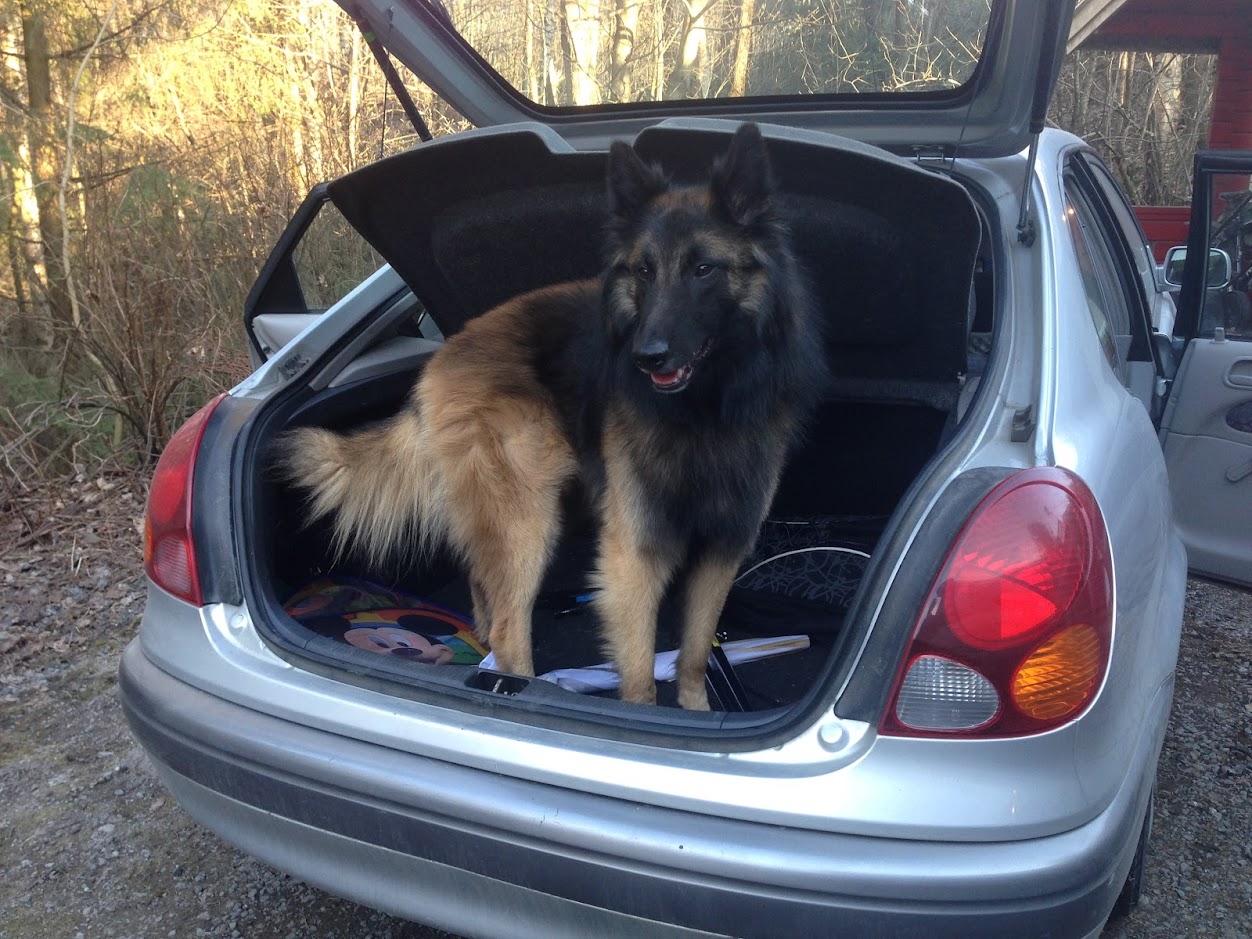 Belgian Tervuren additional photo
